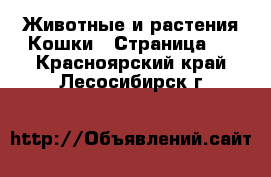 Животные и растения Кошки - Страница 6 . Красноярский край,Лесосибирск г.